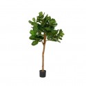 POTTERYPOTS Ficus Lyrata L, Green F1005-150-91