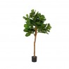 POTTERYPOTS Ficus Lyrata L, Green F1005-150-91