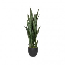 POTTERYPOTS Sansevieria M, Green F1007-85-91