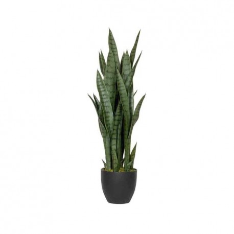 POTTERYPOTS Sansevieria M, Green F1007-85-91