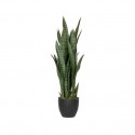 POTTERYPOTS Sansevieria M, Green F1007-85-91