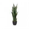 POTTERYPOTS Sansevieria M, Green F1007-85-91