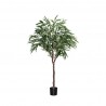 POTTERYPOTS Ficus Alii Tree L, Green F1033-180-91