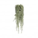 POTTERYPOTS Senecio L, Green F1017-60-91