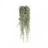 POTTERYPOTS Senecio L, Green F1017-60-91
